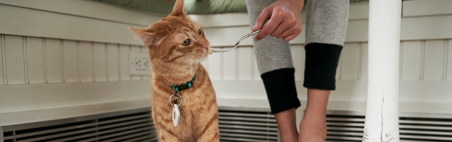 A person feeding a cat with a Tile on its collar