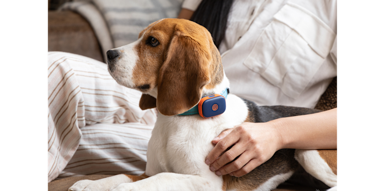 Meet Life360 Pet GPS: The Pet Tracker That Keeps the Whole Family Connected