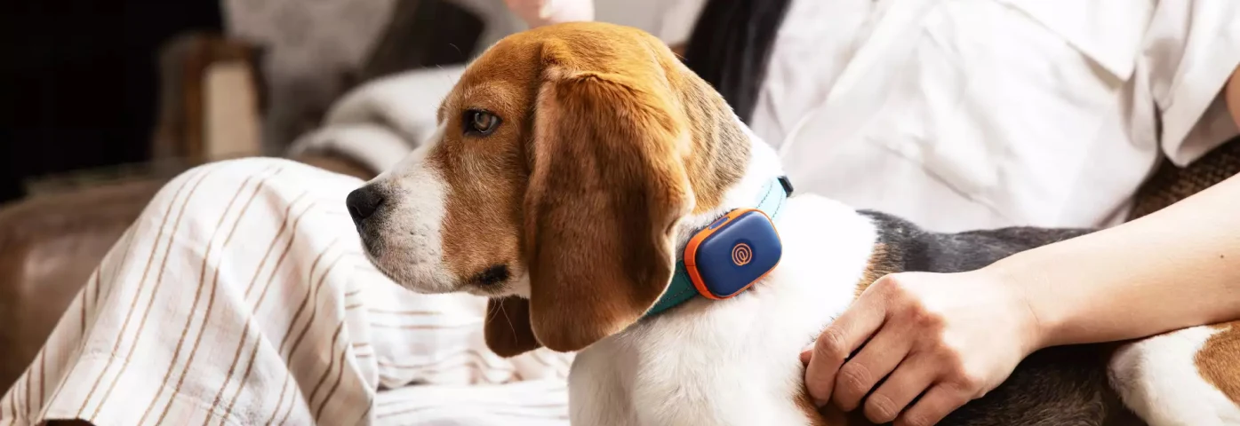 Fi Collar vs Life360 Pet GPS M