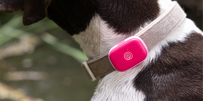Halo Dog Collar vs Life360 Pet GPS: Feature Comparison