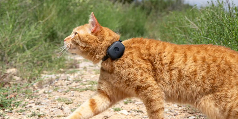 Cat GPS Tracker: Best Options for Indoor & Outdoor Cats