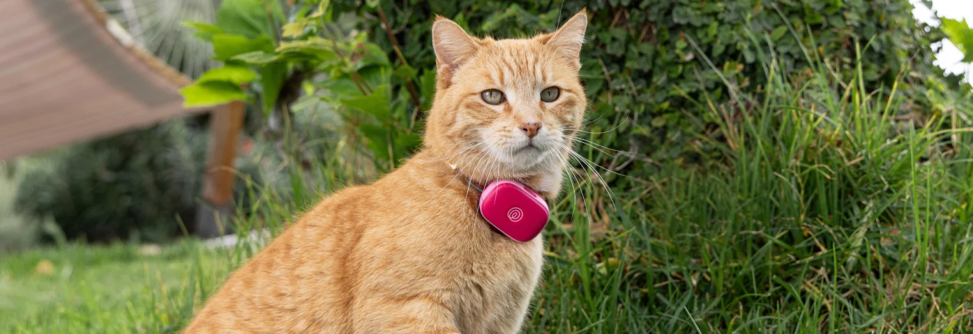 AirTag Cat Collar Guide Does It Really Track Your Cat - M