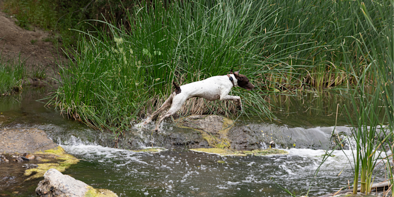 Pet Escape Prevention: GPS Trackers That Actually Work