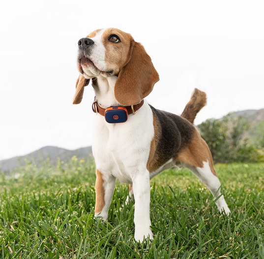 Life360 Action0379Dogs2025 1