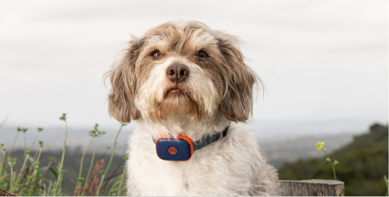 New Pet PLP Banner 900x198