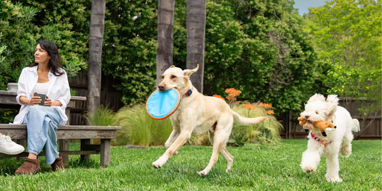 Tractive vs Life360 Pet GPS: Which Is Better for Dogs?