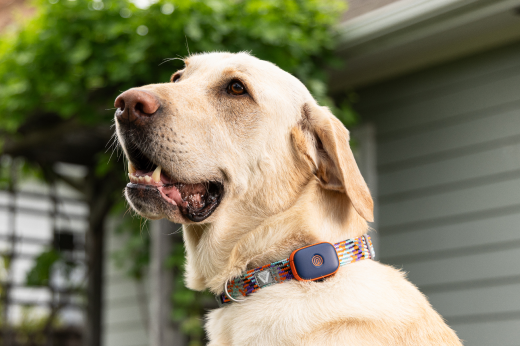 Pet GPS