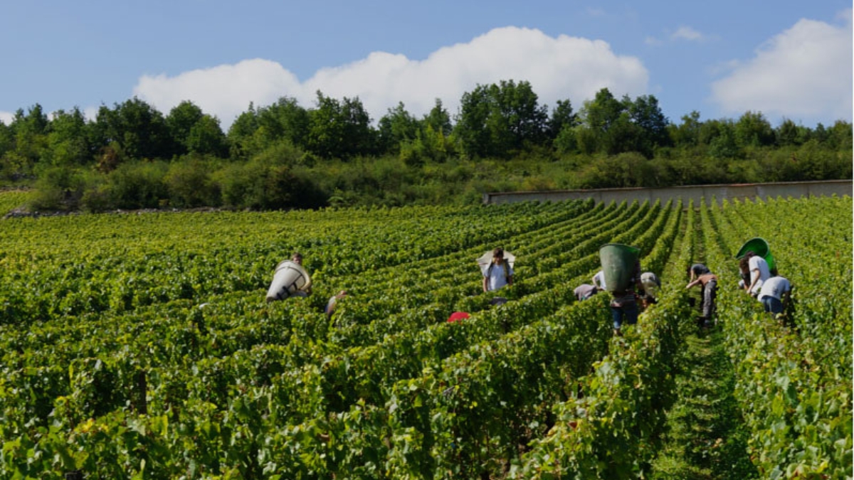 Grand Cru Blog - Jean-Marie Fourrier: Burgundy's Quiet Genius