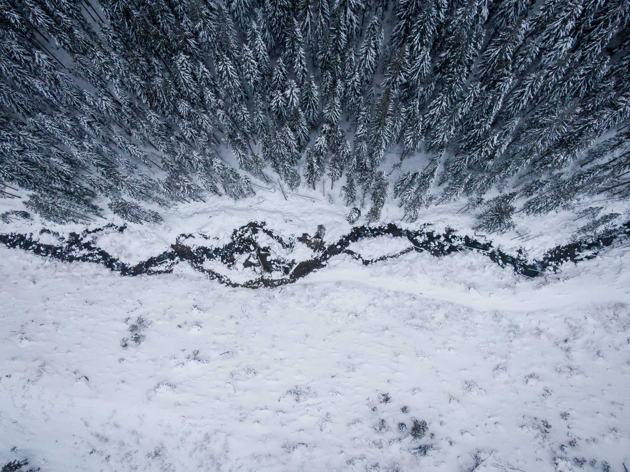 Snow-Trees-Winter