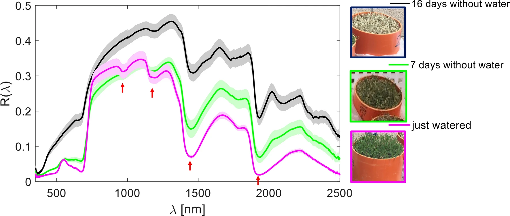 Grass reflectance image