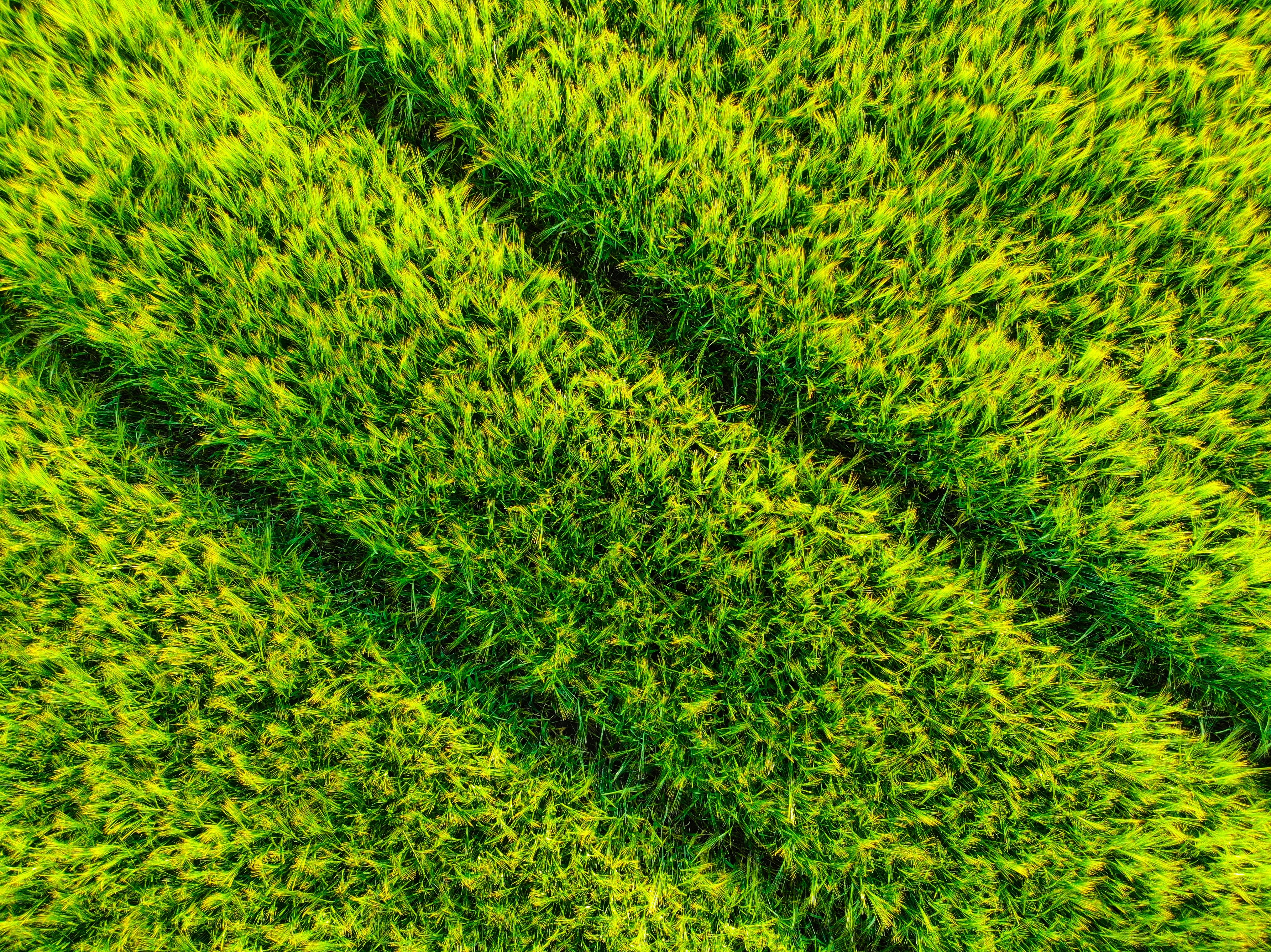 Red Edge detects vegetative stress earlier in plant growth cycle