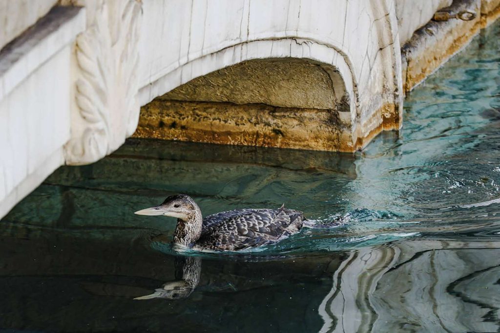 Yellow-billed Loon