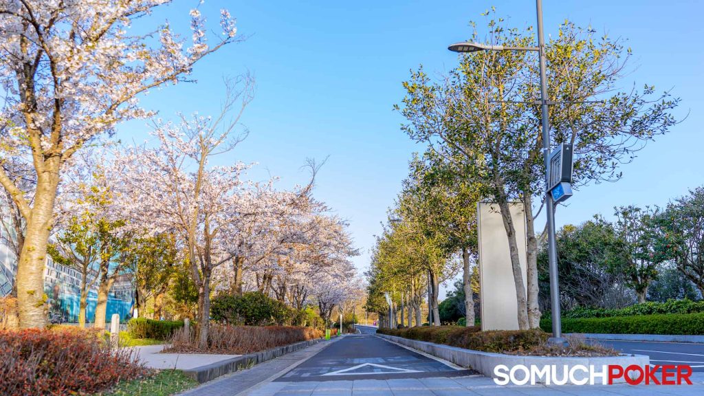 Cherry blossoms in Jeju