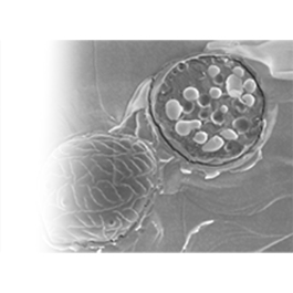 Afbeelding van Malassezia globosa schimmel. Grijs met witte achtergrond.