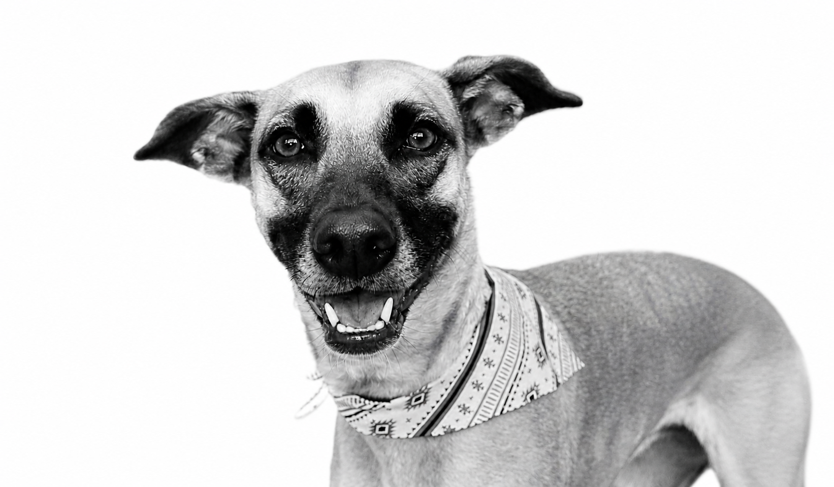 Laika