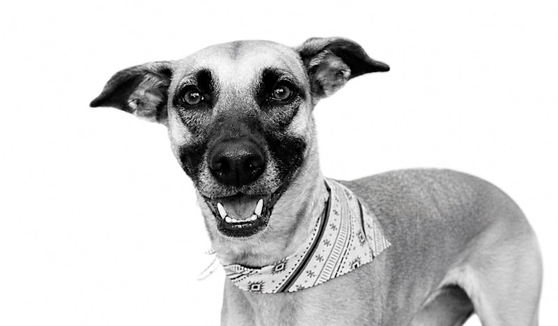 Laika
