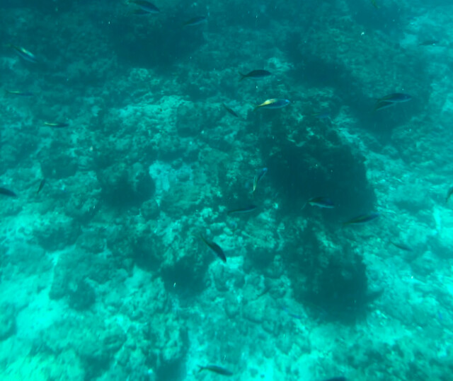 snorkelling-awesome