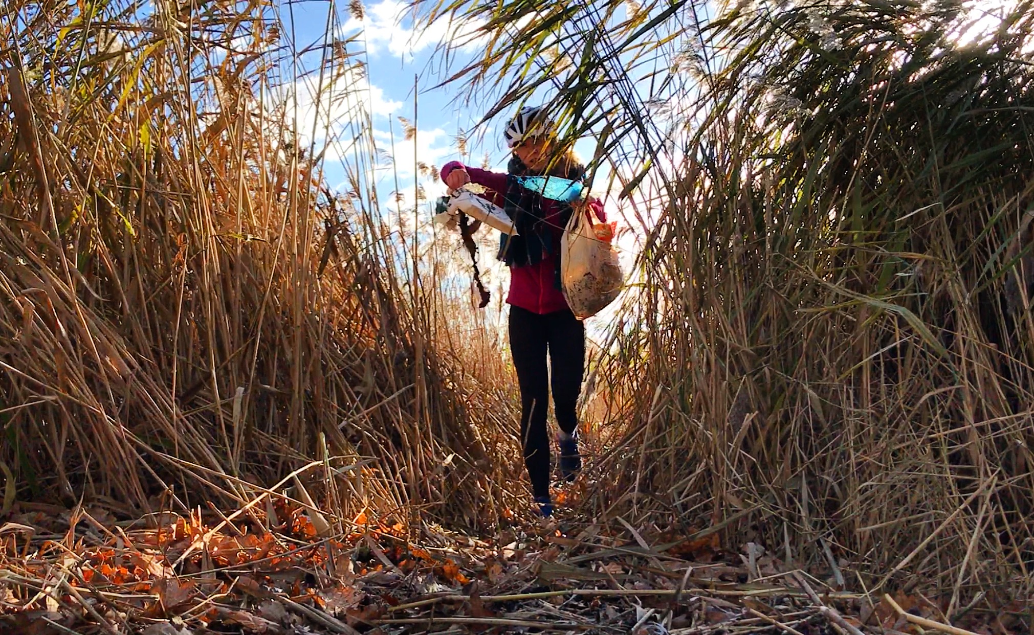 picking up plastic on reed bed