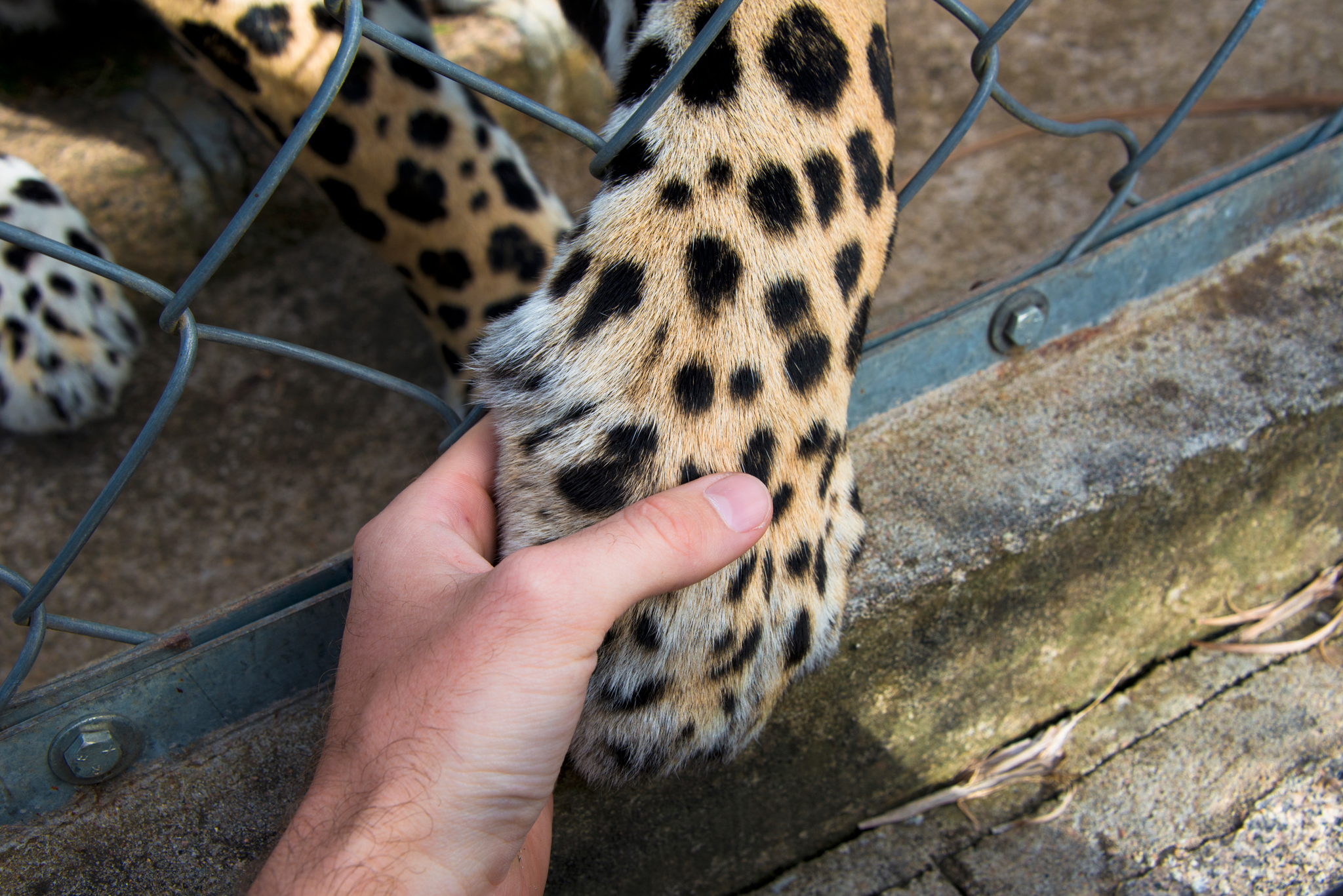 alessio with jaguar