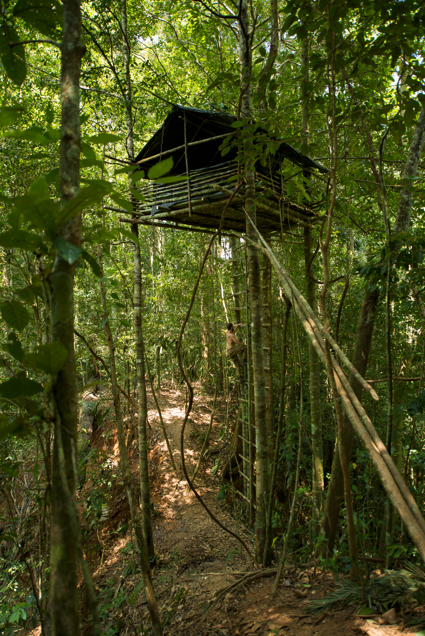 treehouse in jungle