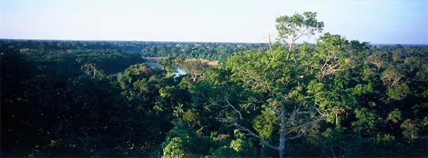 montagne-des-singes-jumbocar-guyane