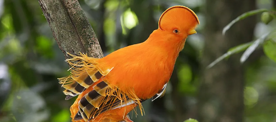 sentier de Coq-de-roche en Guyane 