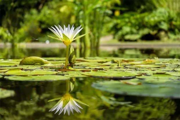 macouria-guyane