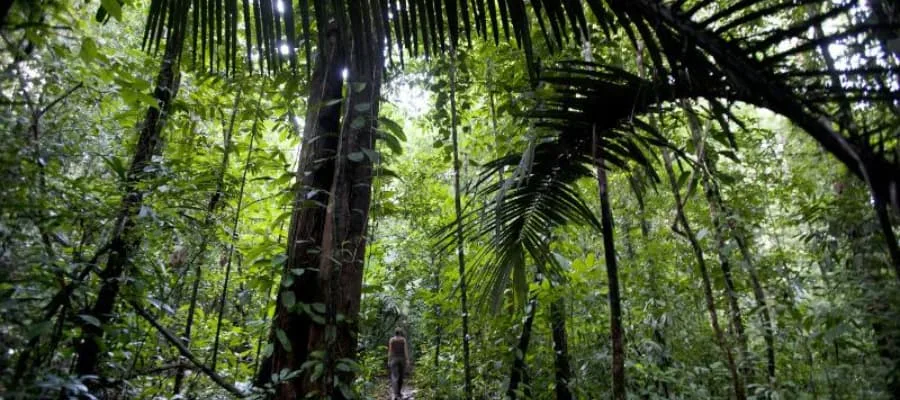 Les réserves naturelles du Trésor et de Kaw à Cayenne en Guyane 