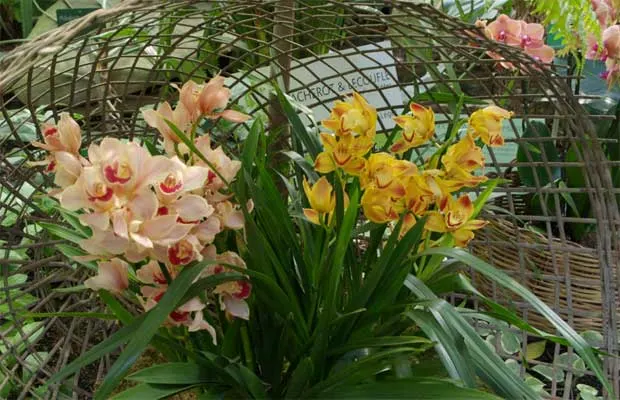 jardin-des-orchidees