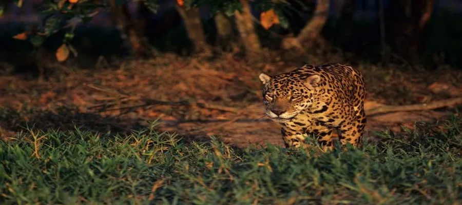 zoo de Guyane - animaux guyanais 