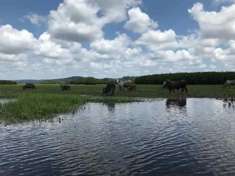 marais-kaw-guyane-animaux