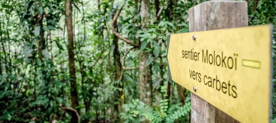 Sentier Molokoi en Guyane : Itinéraire et accès de la randonnée