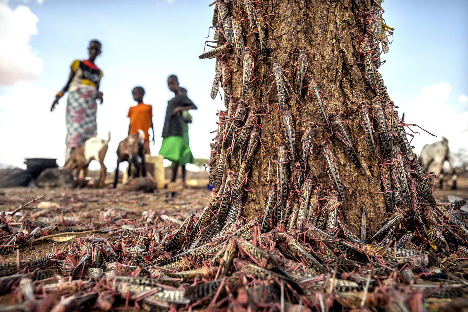 We have better solutions than chemical warfare to tackle climate-related invasive pests and diseases