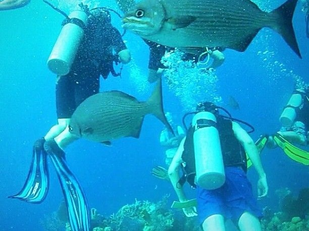 Scuba Dive in Belize