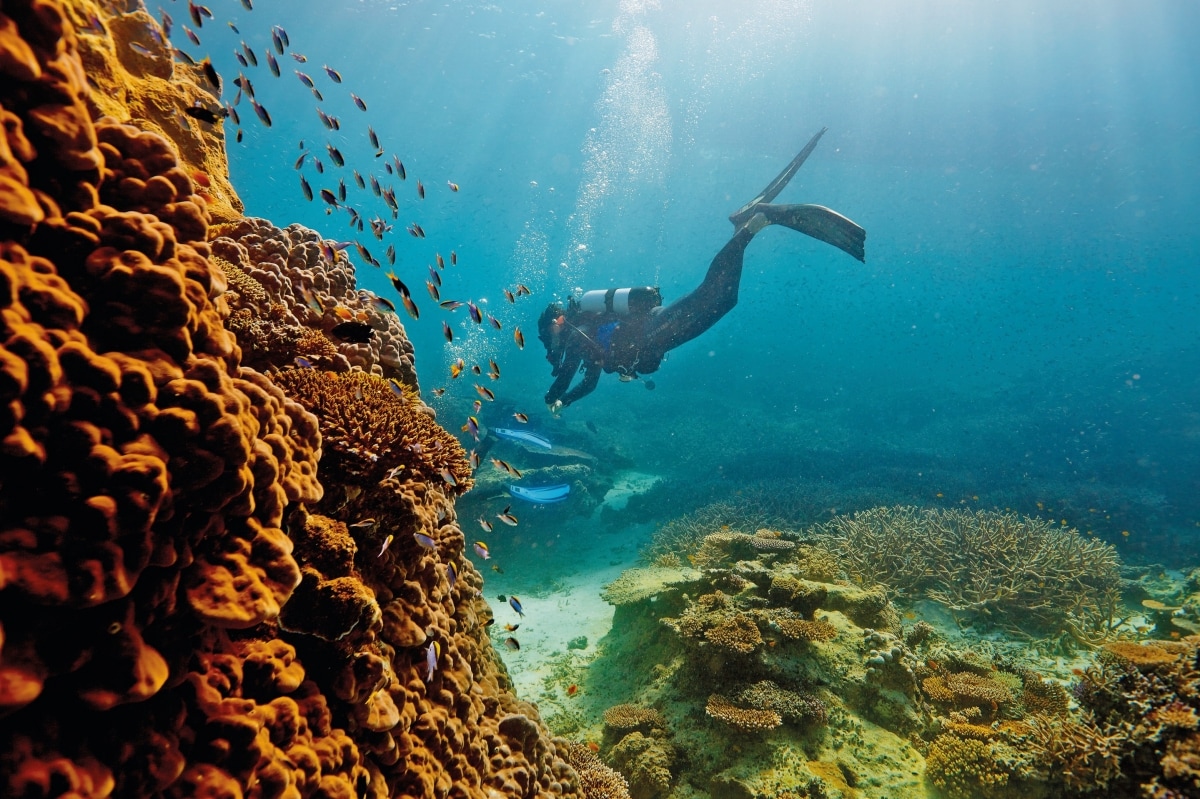 Scuba Dive at the Great Barrier Reef
