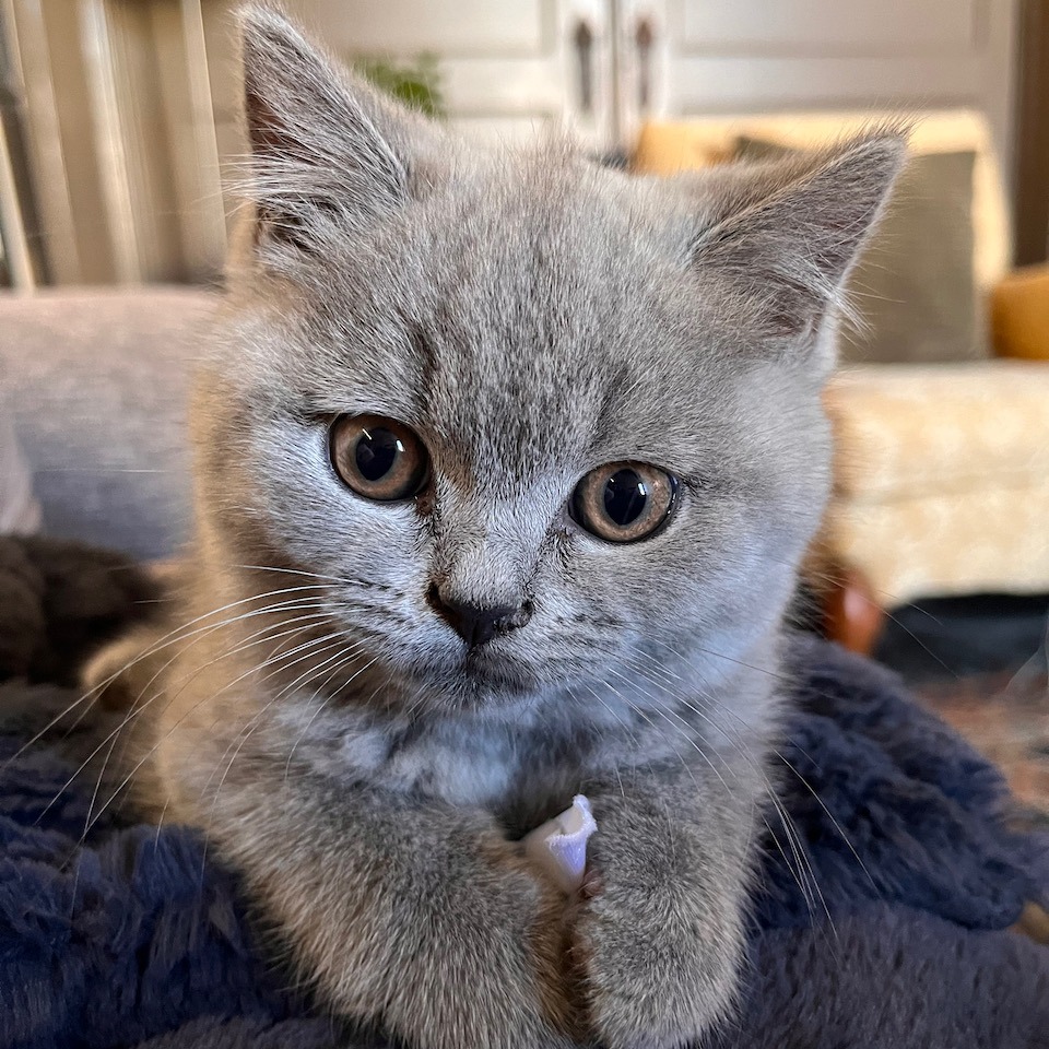 Adopt a British Shorthair Cat