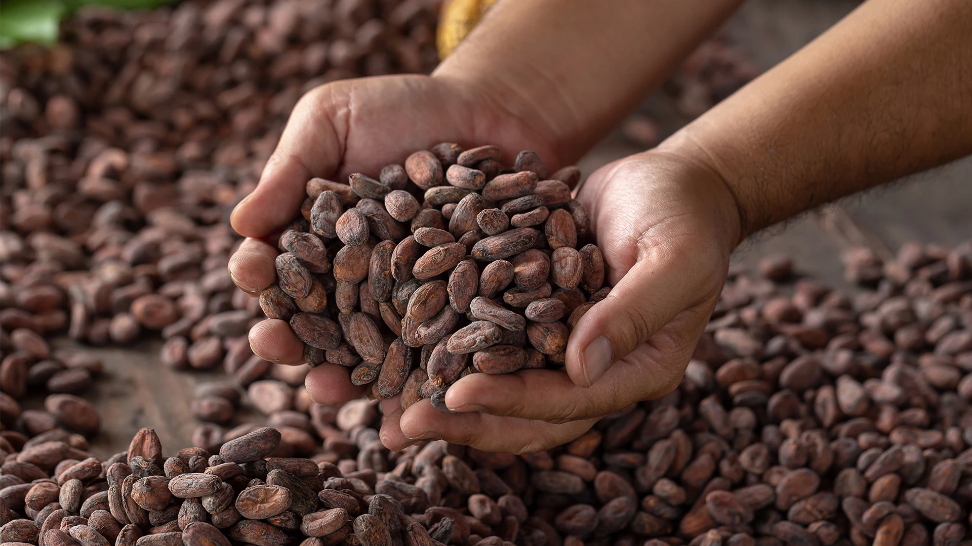 Nouveaux matériaux : un village durable à base de cacao recyclé !