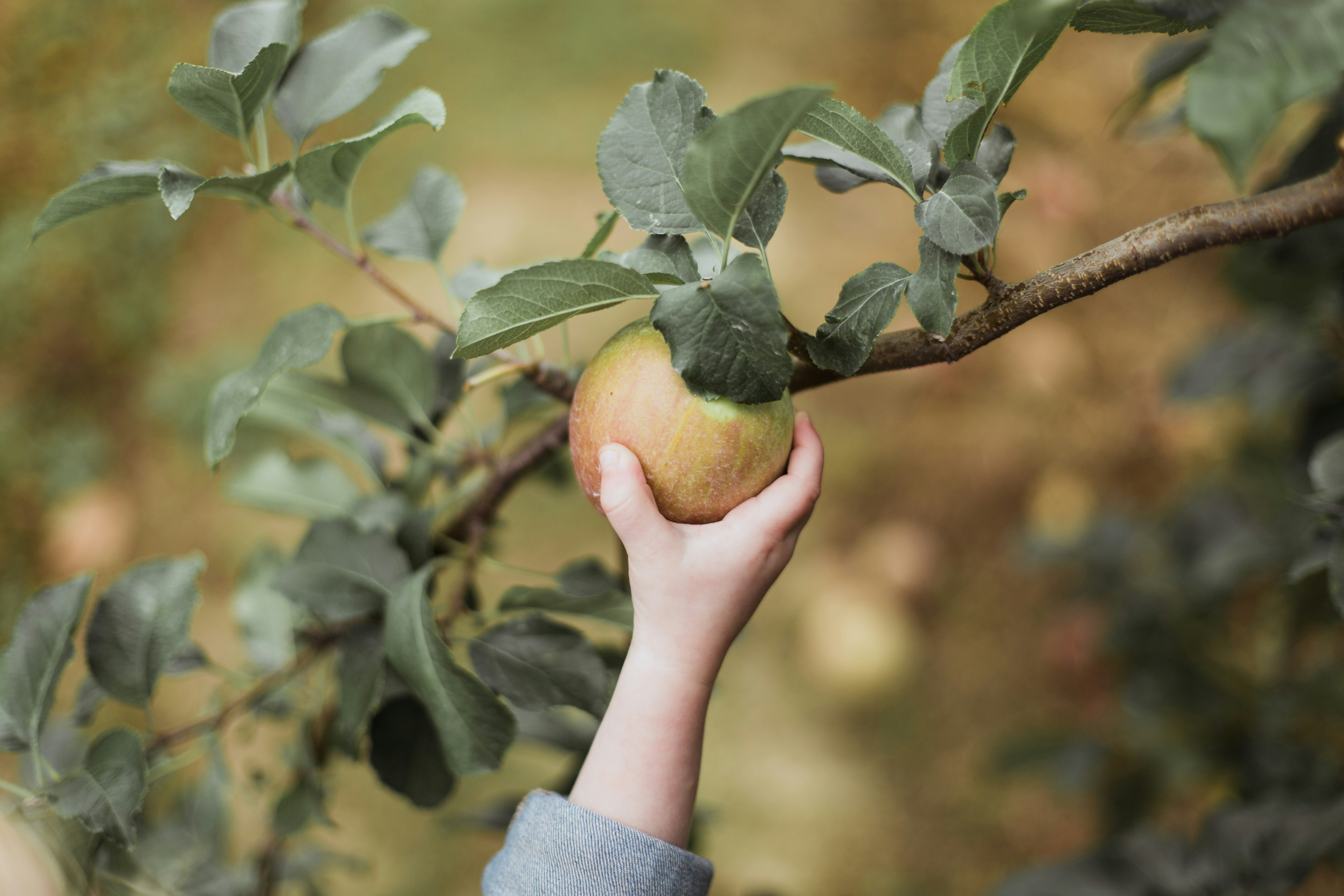 Transition into Fall Apple Picking