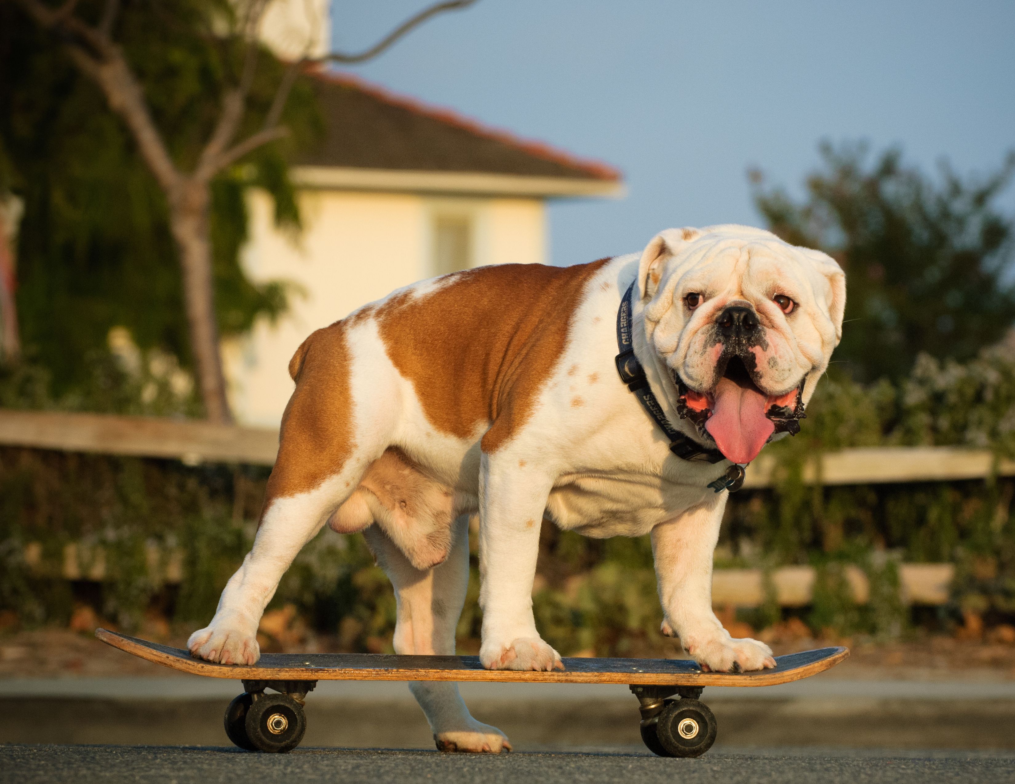 Seattle Skateboard Rentals | 