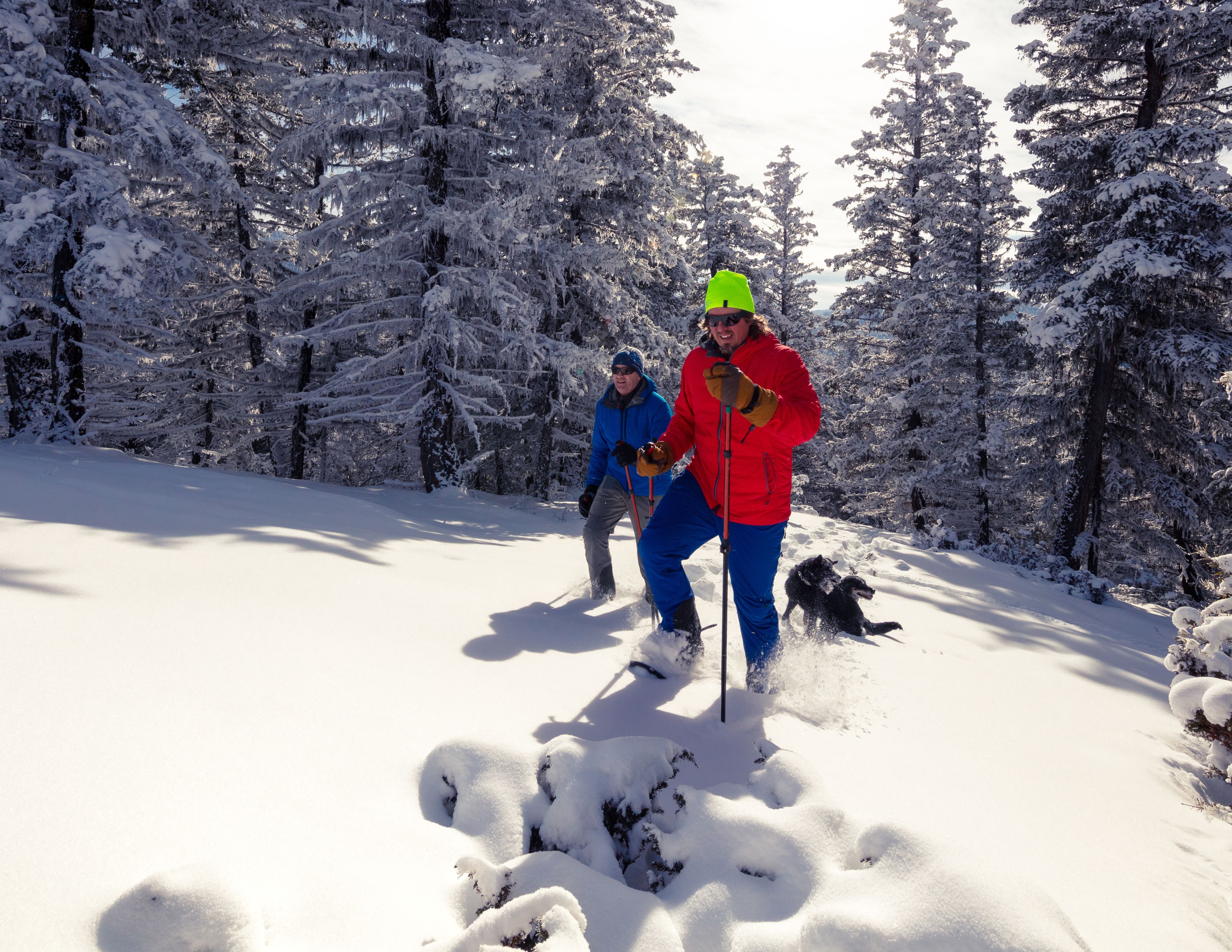 Snowshoeing with Dogs