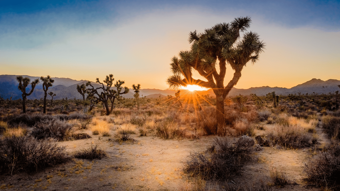 Joshua Tree Winter Hiking Views