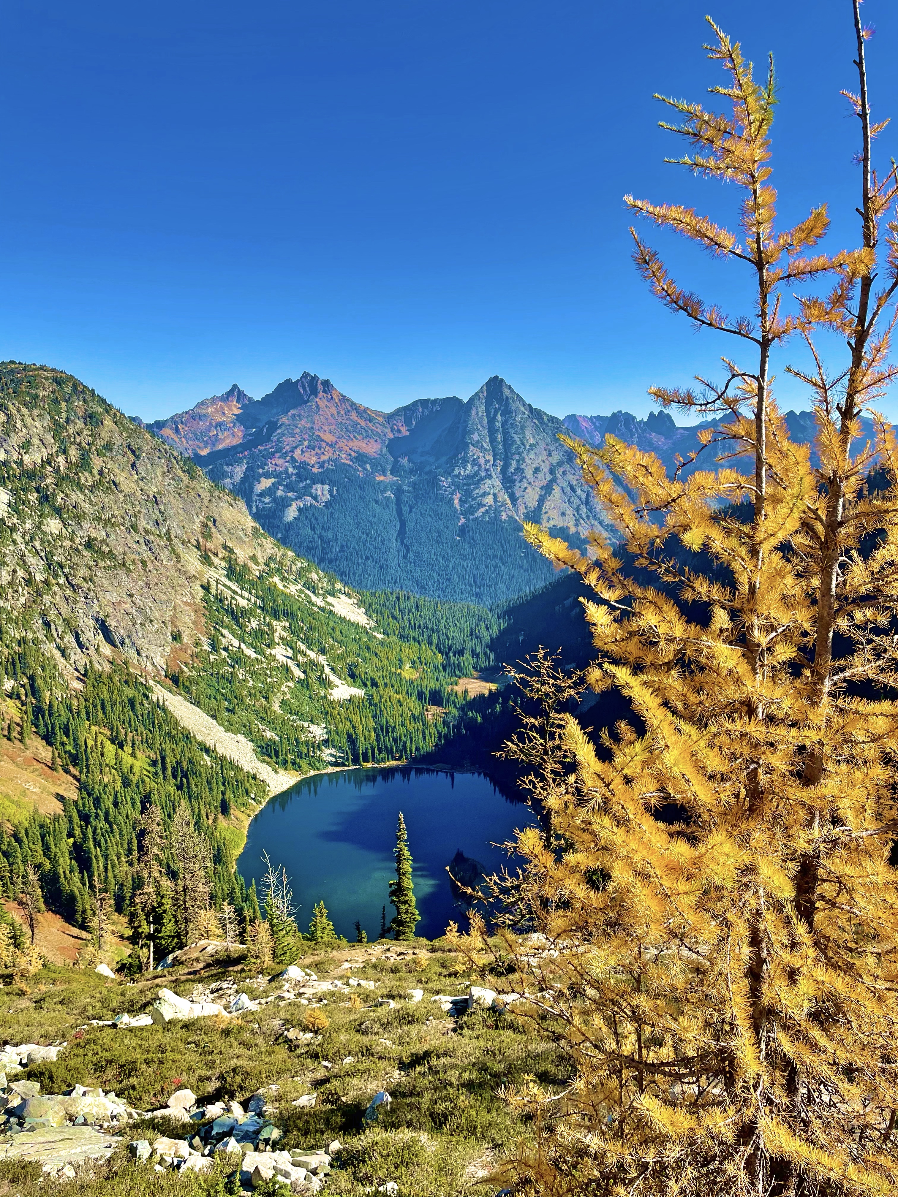 Maple Pass Loop Larches in Autumn