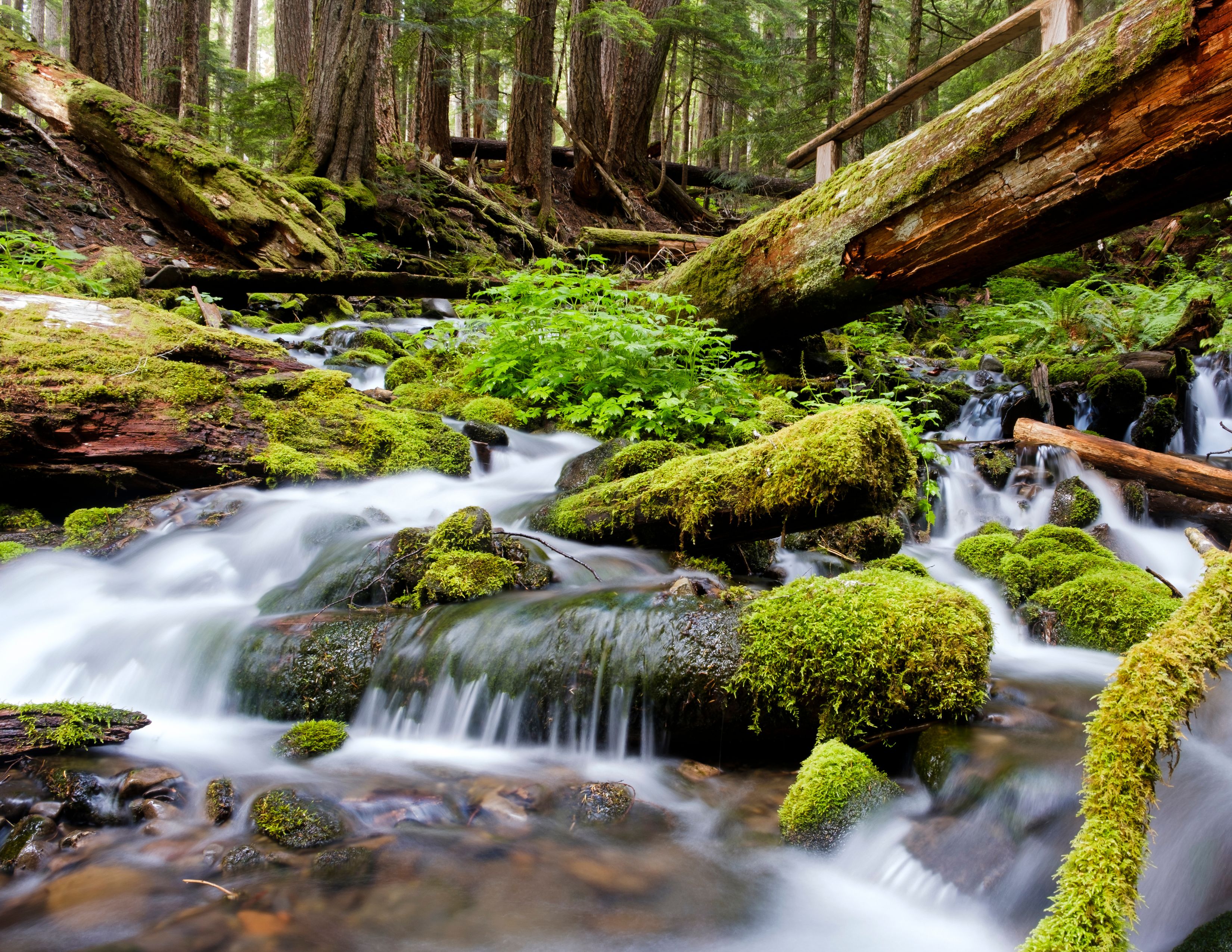 Olympic National Park