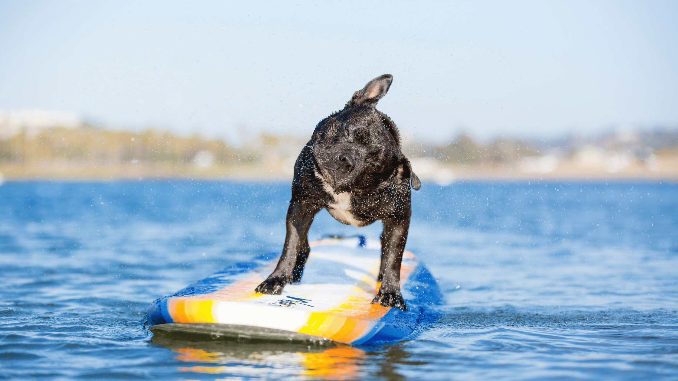 Stand up paddle board care | Stand up paddle board care