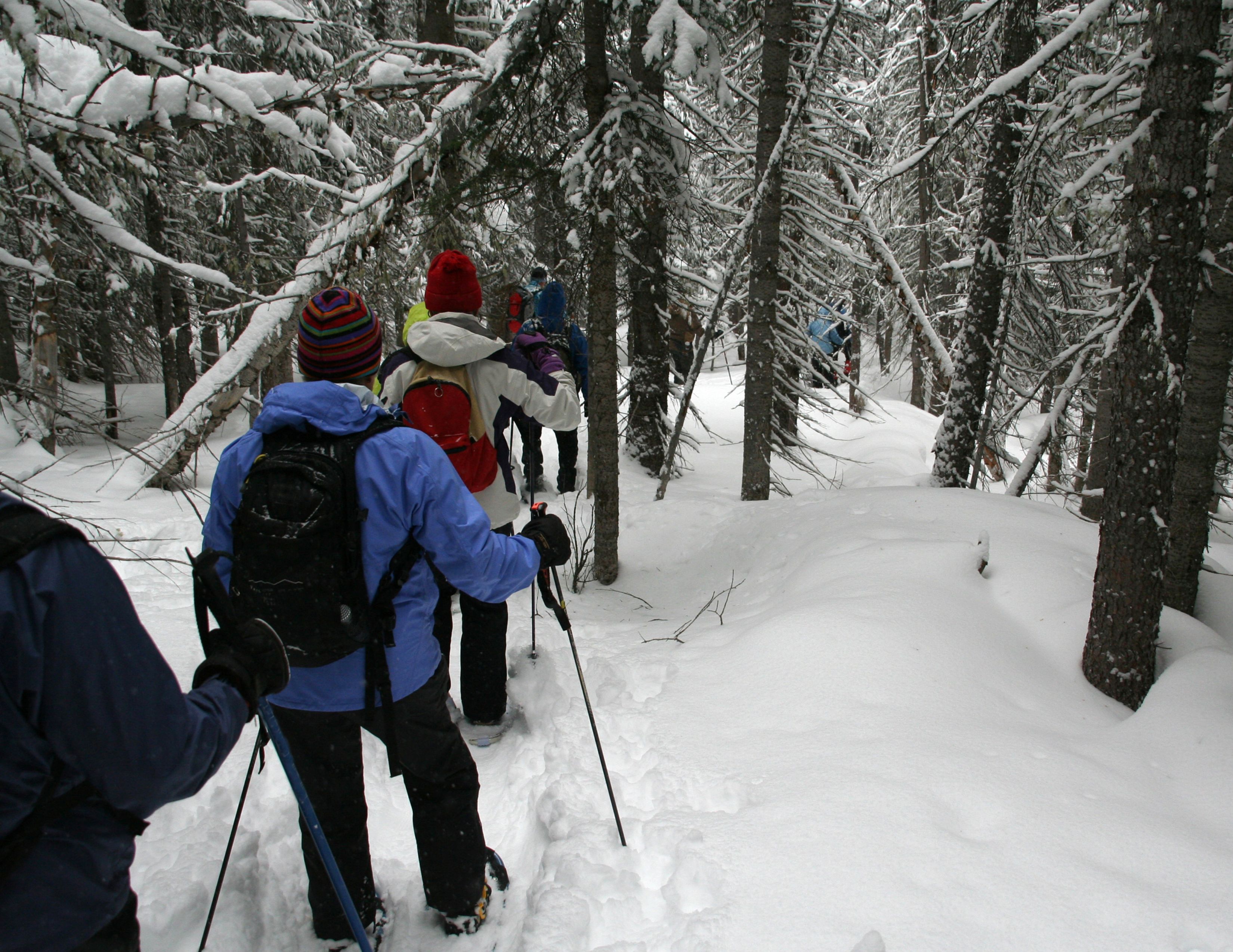 Beginner Snowshoe Trails in Seattle