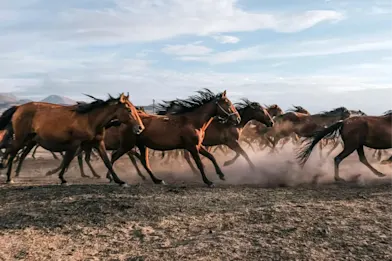 Wild horses pexels-ahmetcigsar-17406675