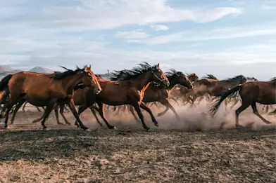 Wild horses pexels-ahmetcigsar-17406675