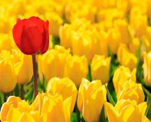 shutterstock 54274987