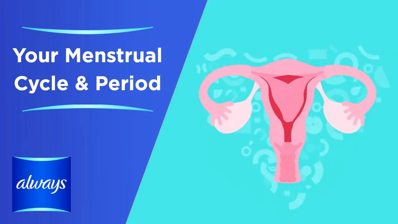 Your Menstrual Cycle &  Periods in 3 Minutes
