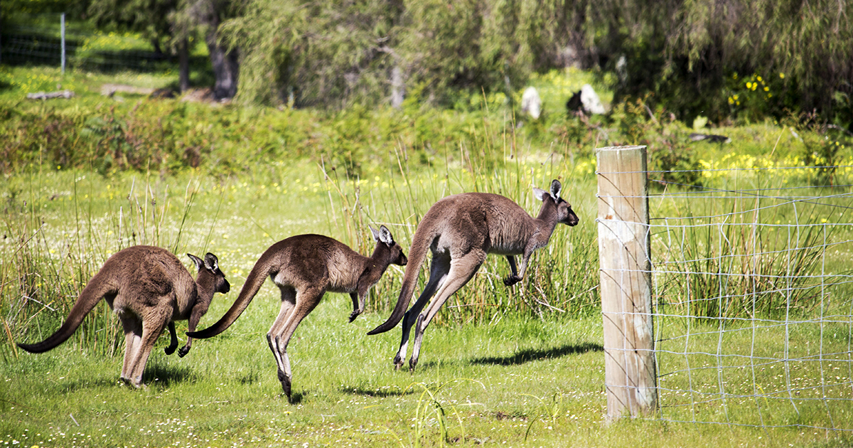 Kangaroos - featured